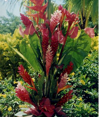 fleurs des antilles